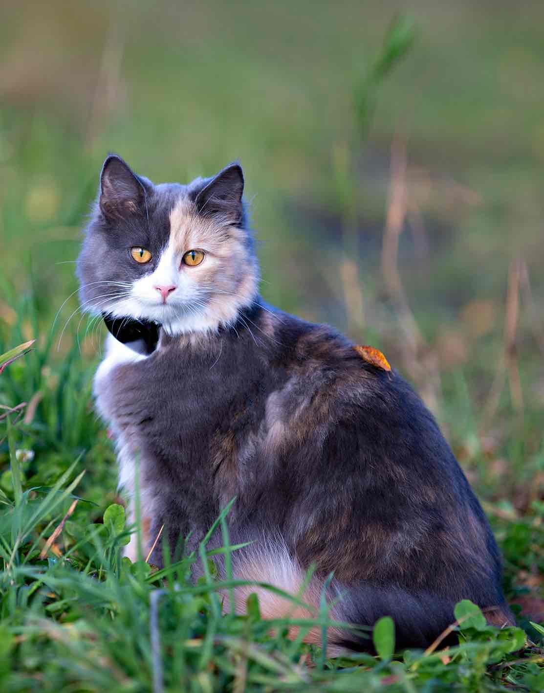 GPS 4G till katt och hund utan dyra abonnemang - 24