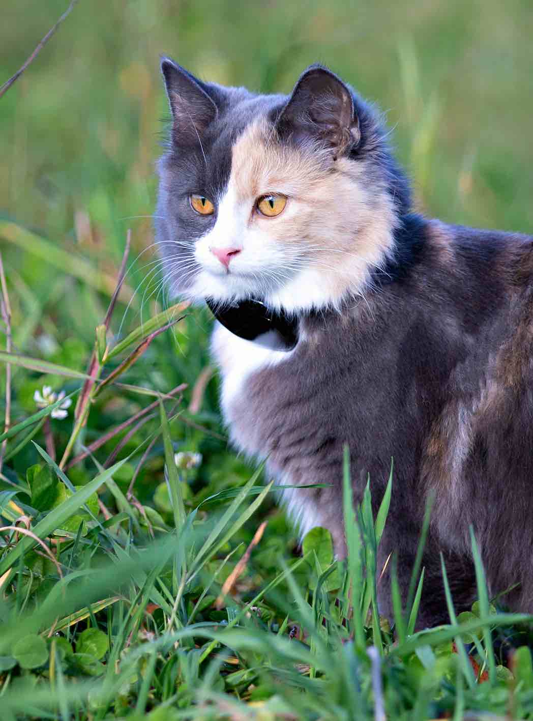 GPS 4G till katt och hund utan dyra abonnemang - 23