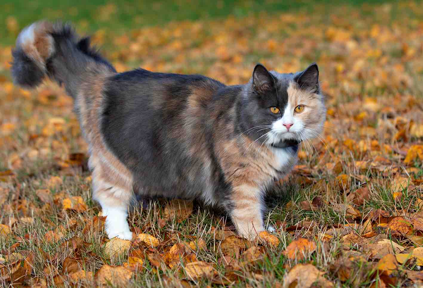 GPS 4G till katt och hund utan dyra abonnemang - 13
