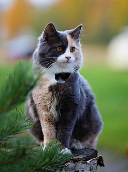 GPS 4G till katt och hund utan dyra abonnemang