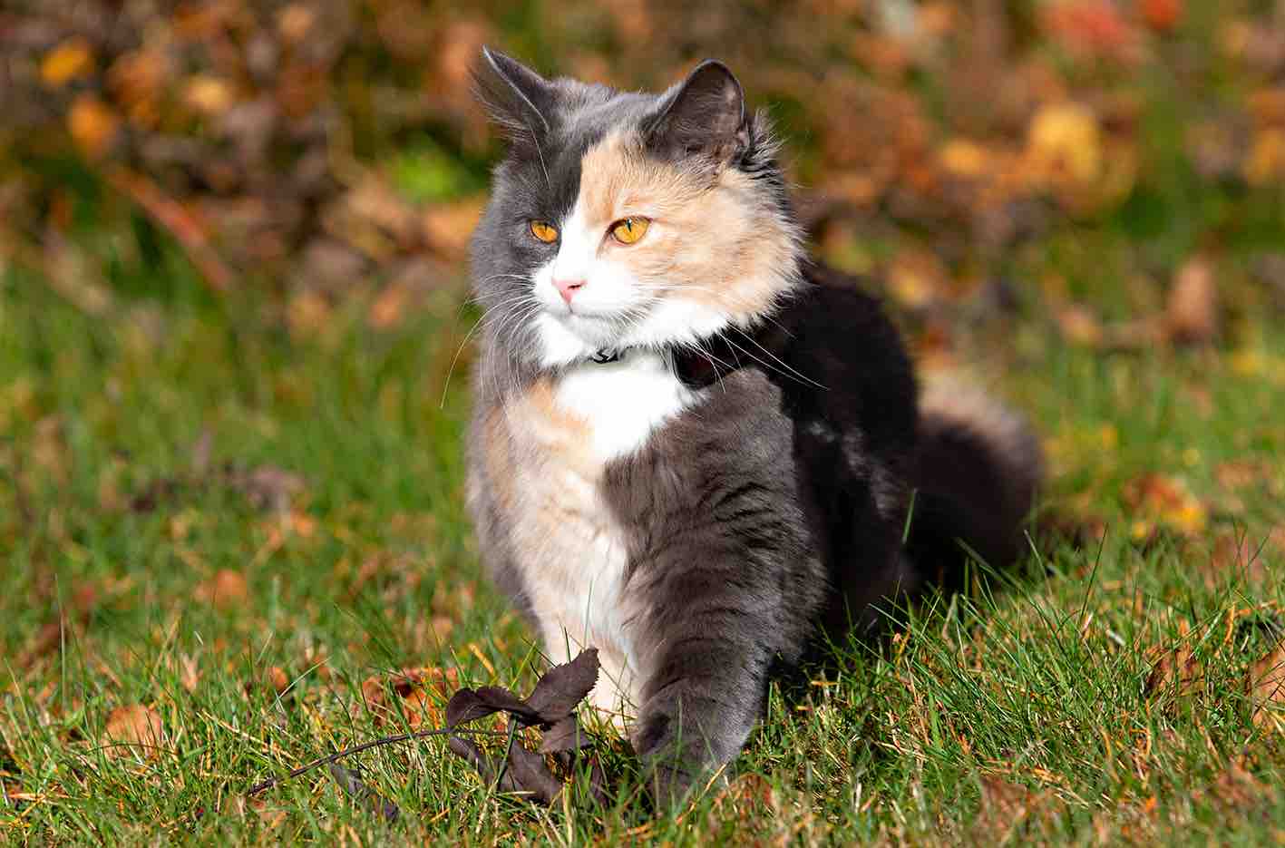 GPS 4G till katt och hund utan dyra abonnemang - 7