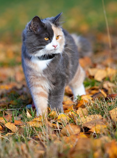 GPS 4G till katt och hund utan dyra abonnemang - 15