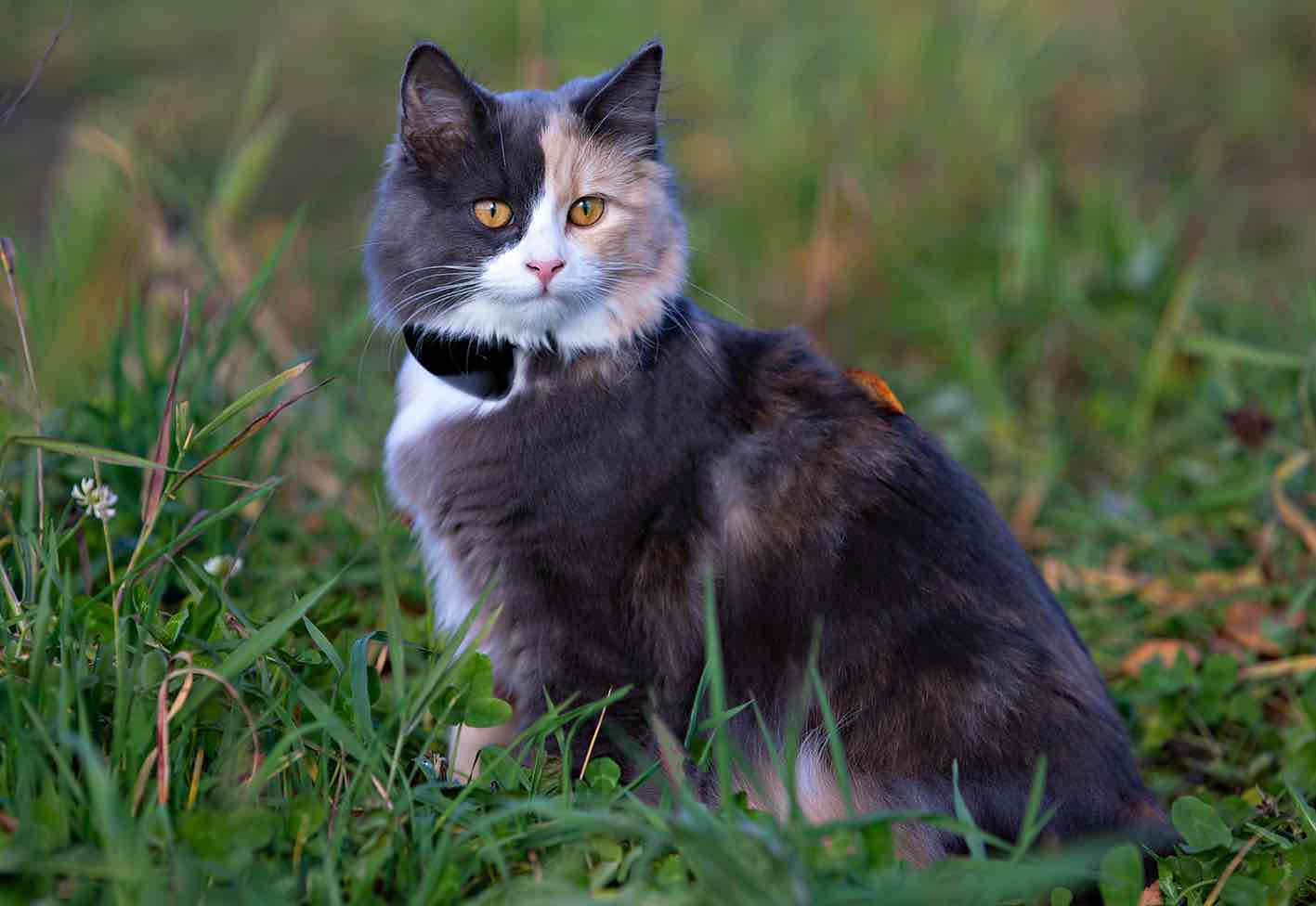 GPS 4G till katt och hund utan dyra abonnemang - 17