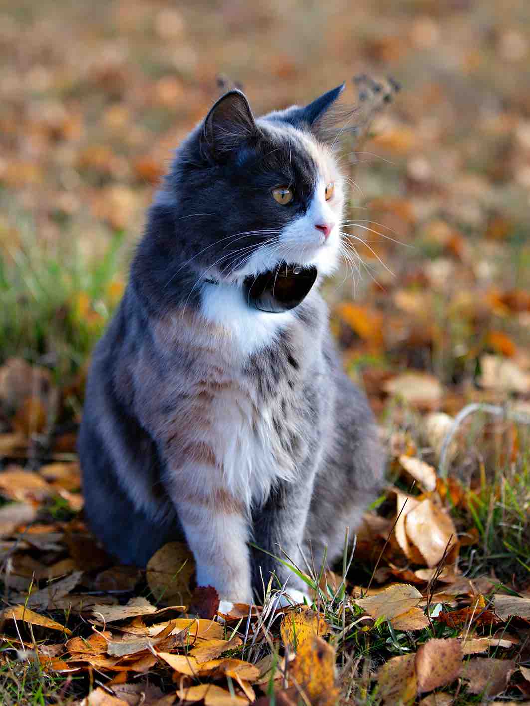 GPS 4G till katt och hund utan dyra abonnemang - 16