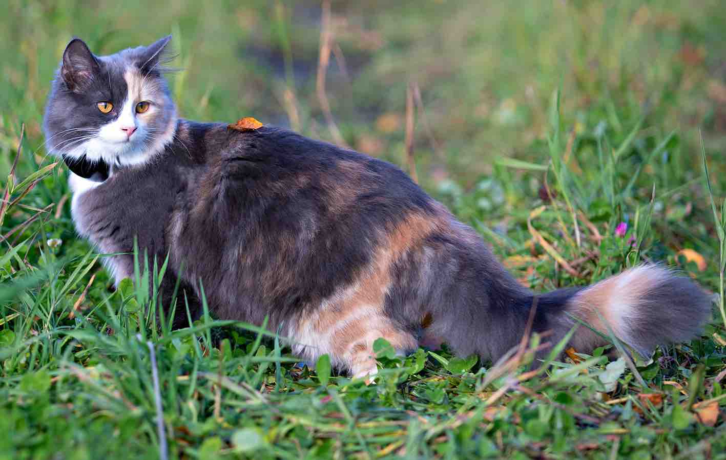 GPS 4G till katt och hund utan dyra abonnemang - 14