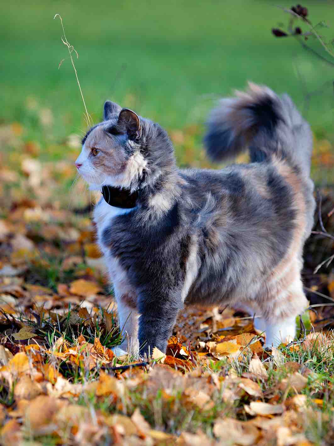 GPS 4G till katt och hund utan dyra abonnemang - 10