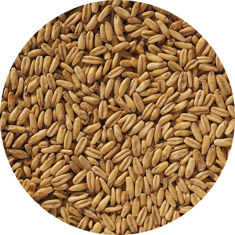 Naked Oat Malt (Crisp), knust, pall 40x25 kg - 2
