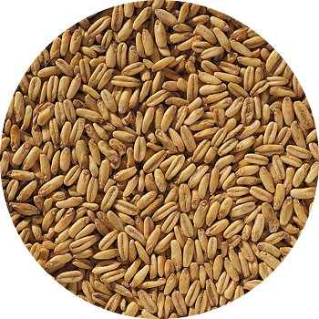 Naked Oat Malt Crisp, krossad malt, pall 40x25 kg
