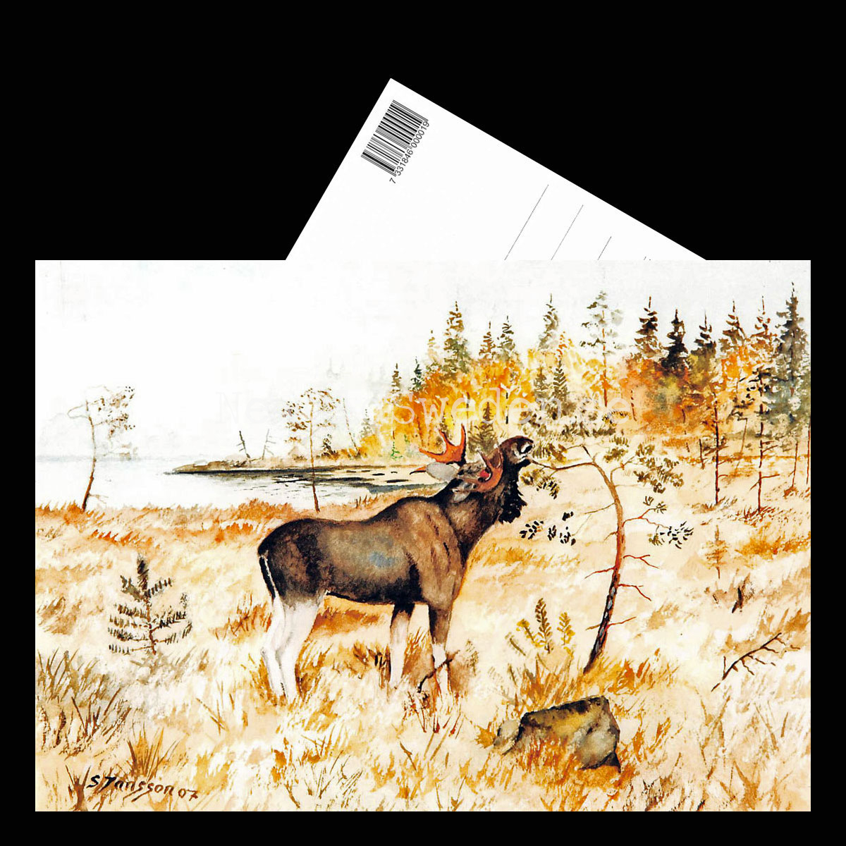 Älg Skogens Konung -S. Jansson 1907- Vykort A5 - 3