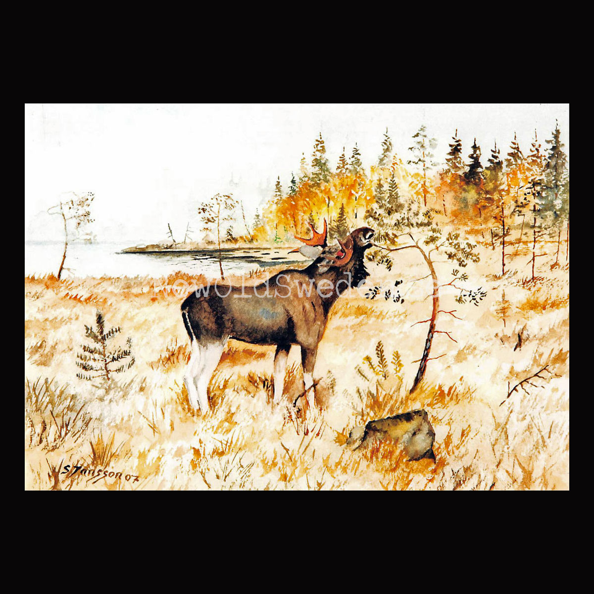 Älg Skogens Konung -S. Jansson 1907- Vykort A5