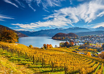Vineyards 2000 Bitar Schmidt