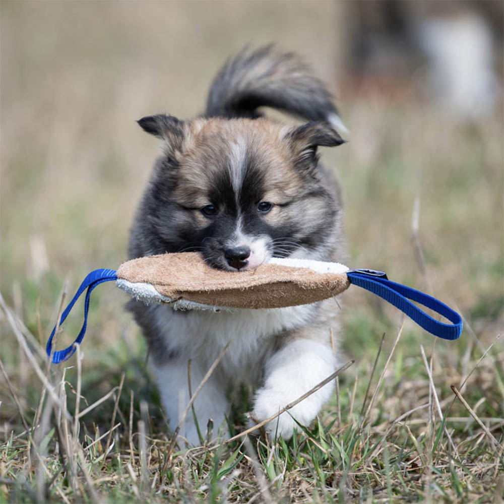 SportsK9 tålig liten kampleksak till hund valp