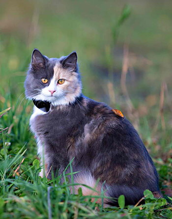 GPS 4G till katt och hund 2-pack utan dyra abonnemang