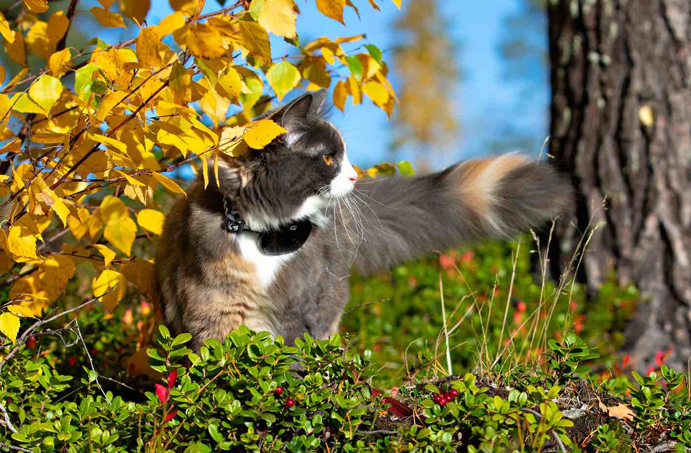 GPS 4G till katt och hund 2-pack utan dyra abonnemang - 10