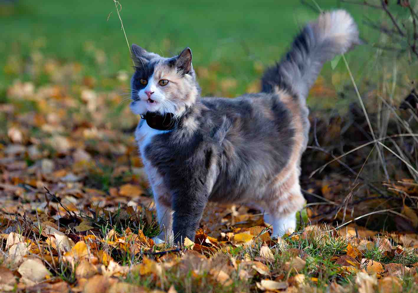 GPS 4G till katt och hund 3-pack utan dyra abonnemang - 18