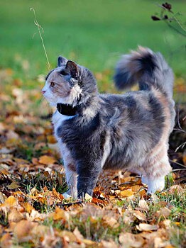 GPS 4G till katt och hund 3-pack utan dyra abonnemang
