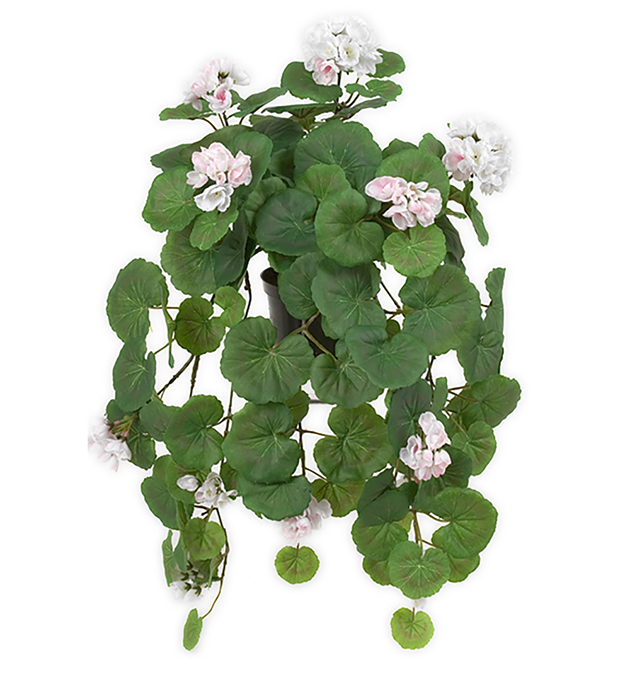 Hängpelargon / Rosa