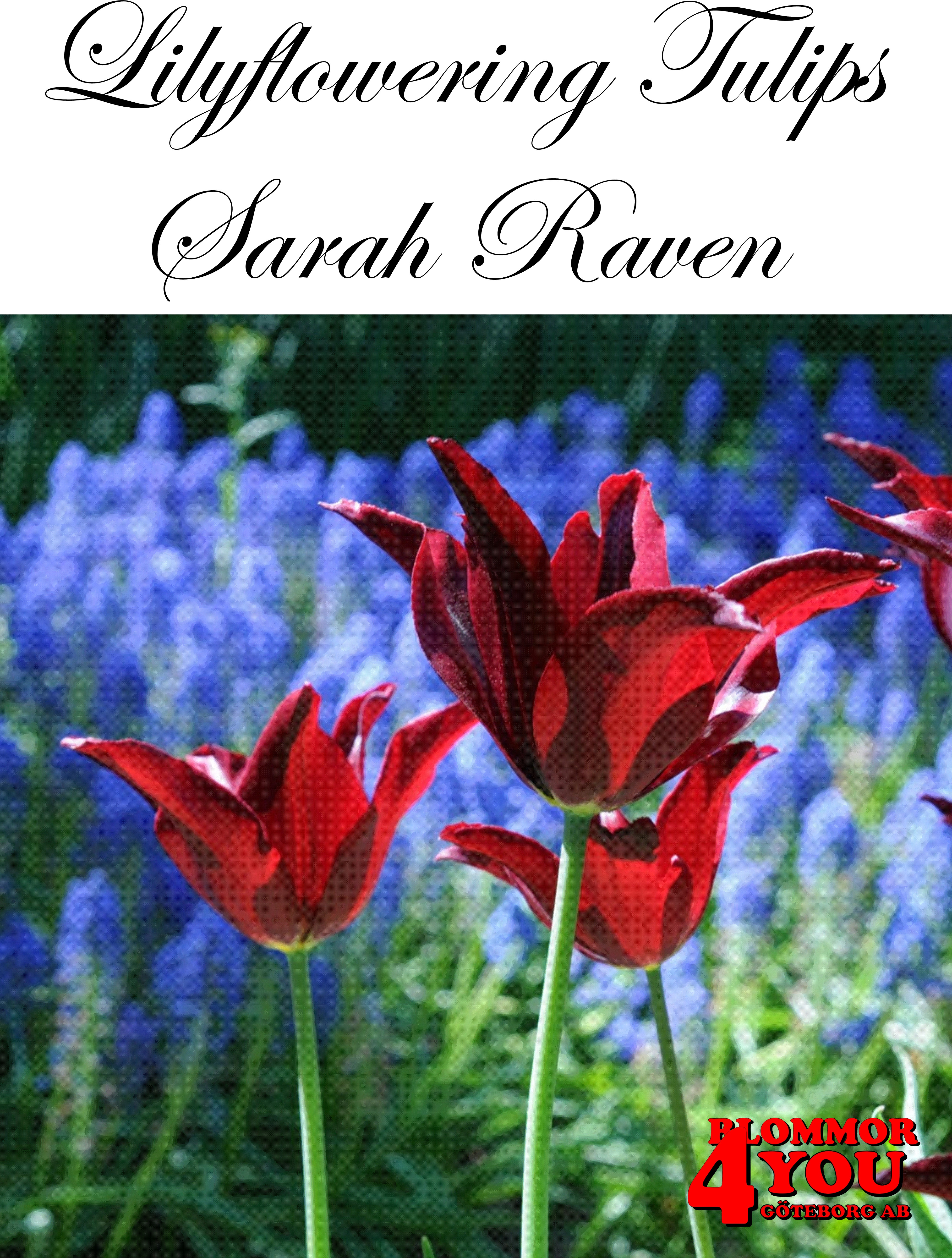 80892   SARAH RAVEN       LILJEBLOMMANDE TULPAN