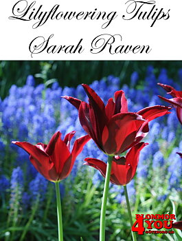 80892   SARAH RAVEN       LILJEBLOMMANDE TULPAN