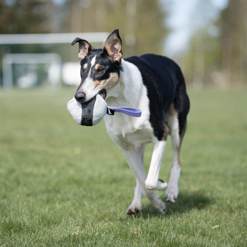 Joy of dog sports hundleksak