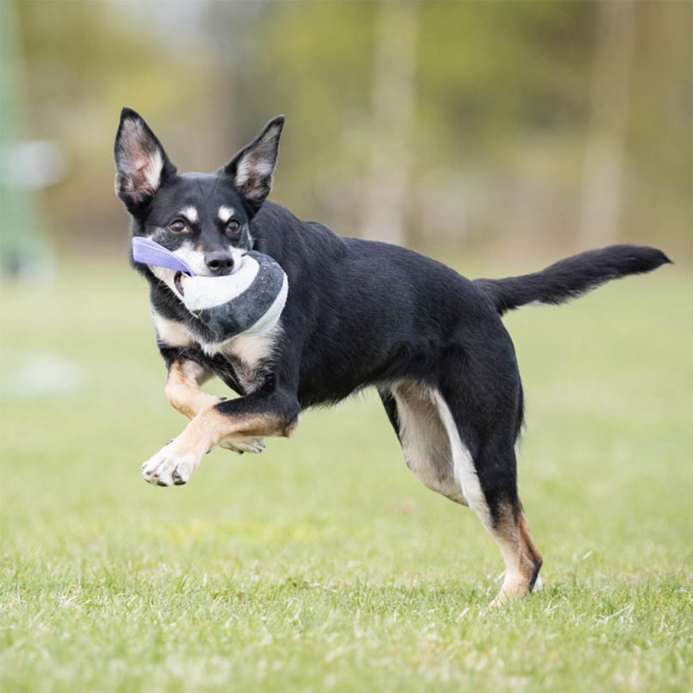 #joyofdogsports dog toy