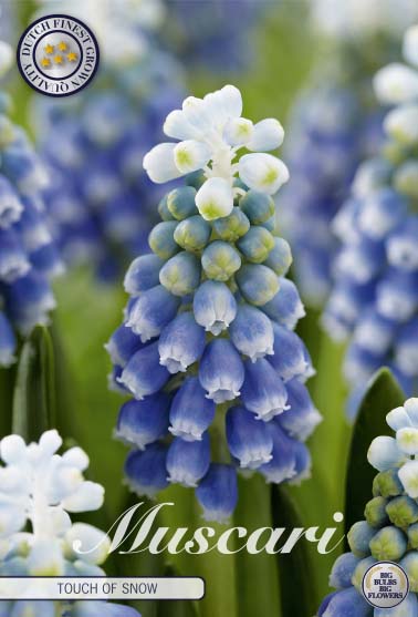 84656  MUSCARI/PÄRLHYACINT  TOUCH OF SNOW