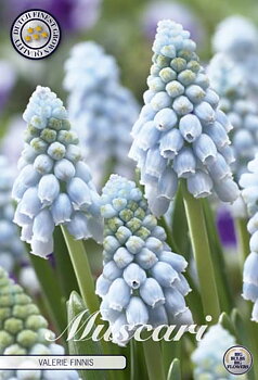 84657  MUSCARI/PÄRLHYACINT  VALERIE FINNIS