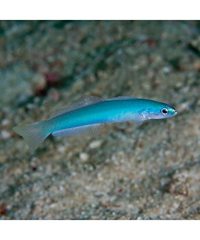Ptereleotris microlepis (reef safe)