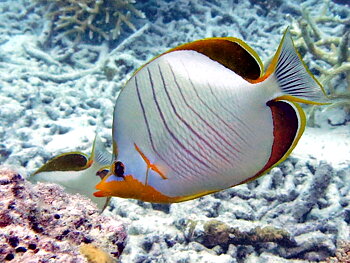 Chaetodon xanthocephalus