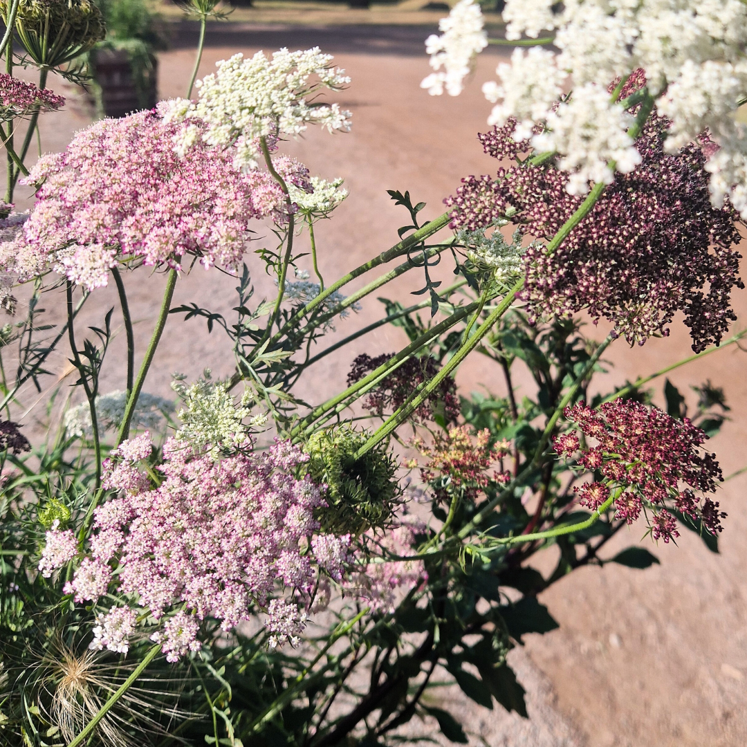 Blomstermorot - Purple Kisses - 4