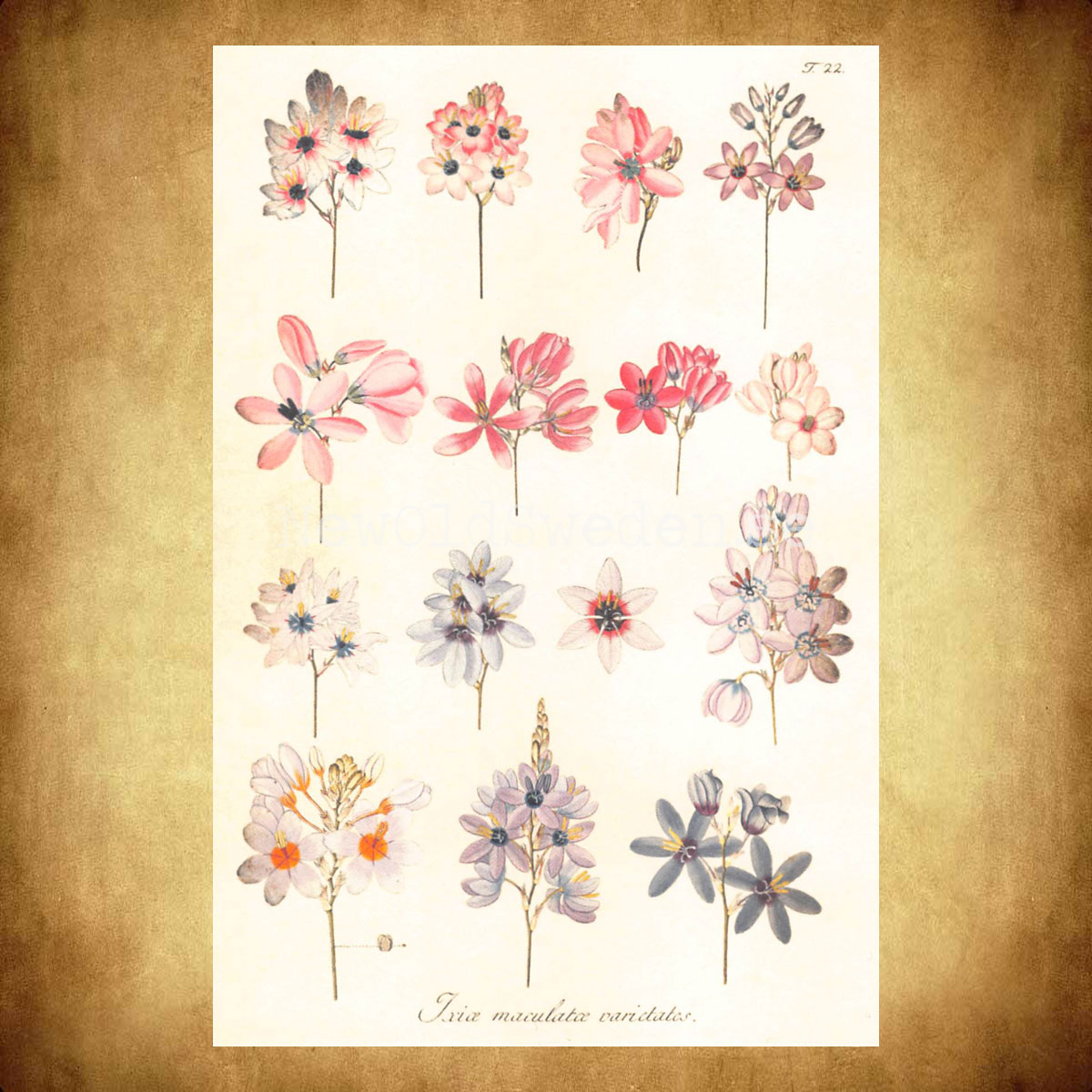Ixia Mix Vintage Vykort Nr: 78 - 10 x 15 cm - 427 - 2