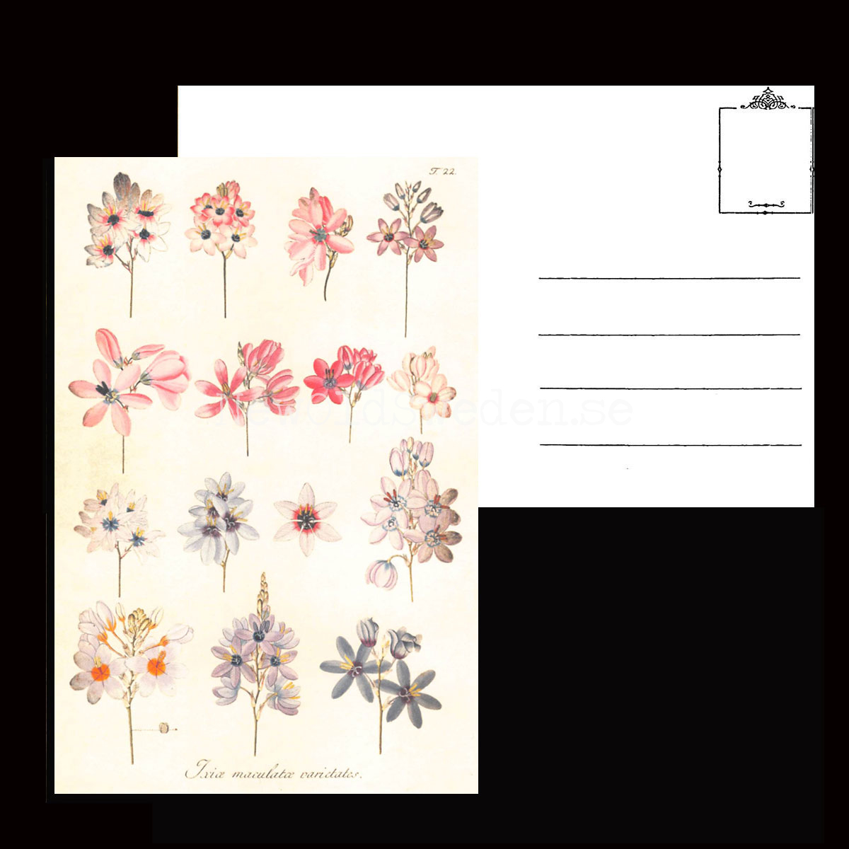 Ixia Mix Vintage Vykort Nr: 78 - 10 x 15 cm - 427 - 3