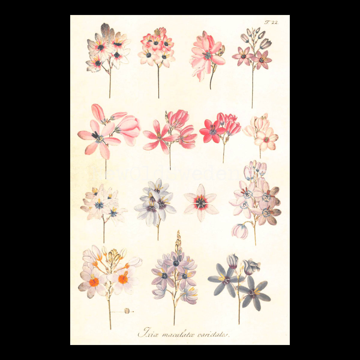 Ixia Mix Vintage Vykort Nr: 78 - 10 x 15 cm - 427
