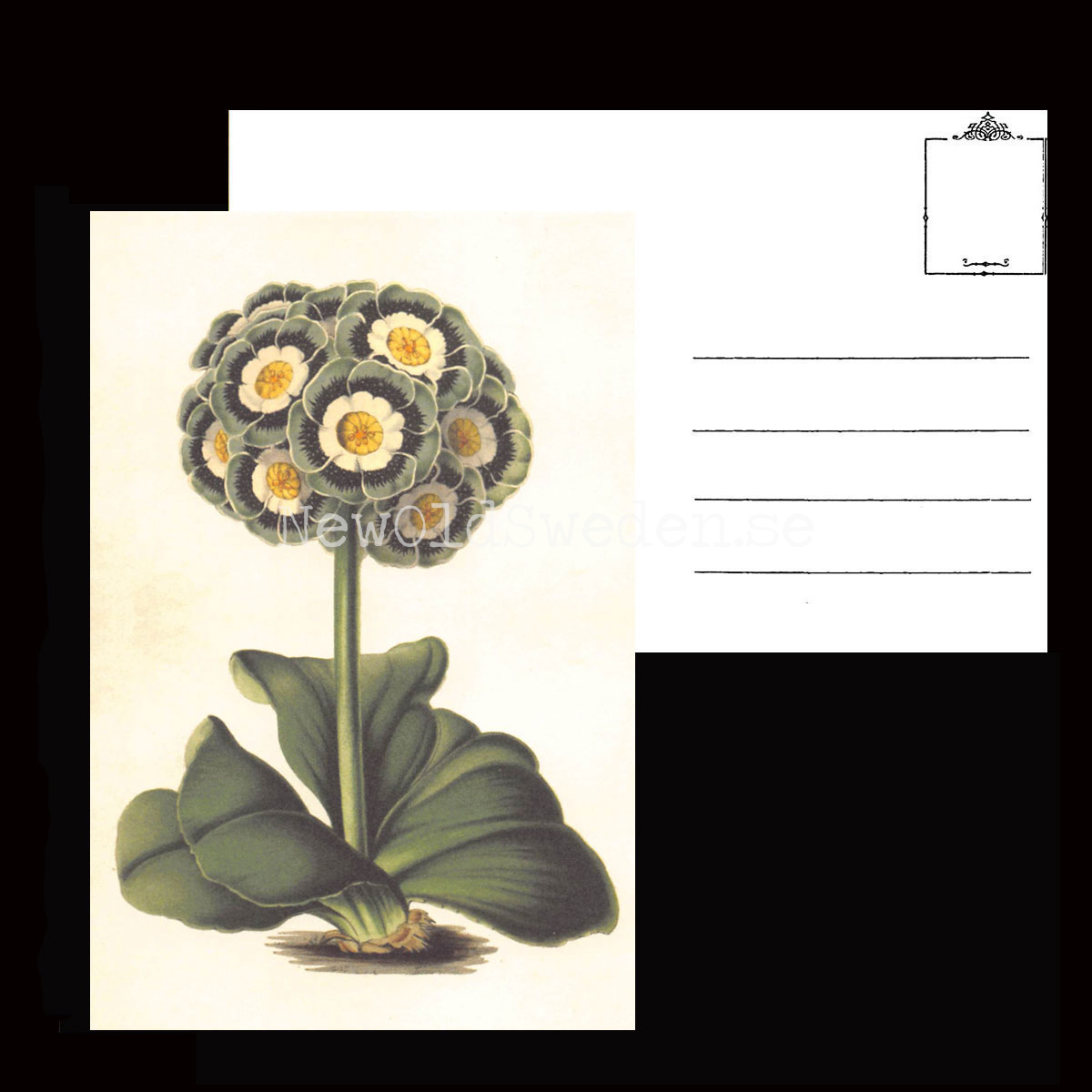 Primula Auriculas Vintage Vykort  Nr: 86 - 10 x 15 cm - 427 - 3