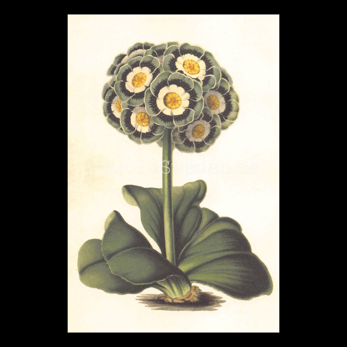 Primula Auriculas Vintage Vykort  Nr: 86 - 10 x 15 cm - 427