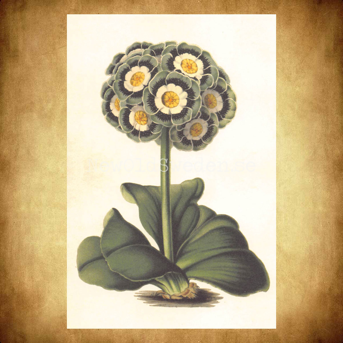 Primula Auriculas Vintage Vykort  Nr: 86 - 10 x 15 cm - 427 - 2