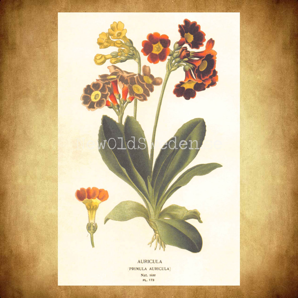Auricula Vintage Vykort  Nr: 88 - 10 x 15 cm - 427 - 2