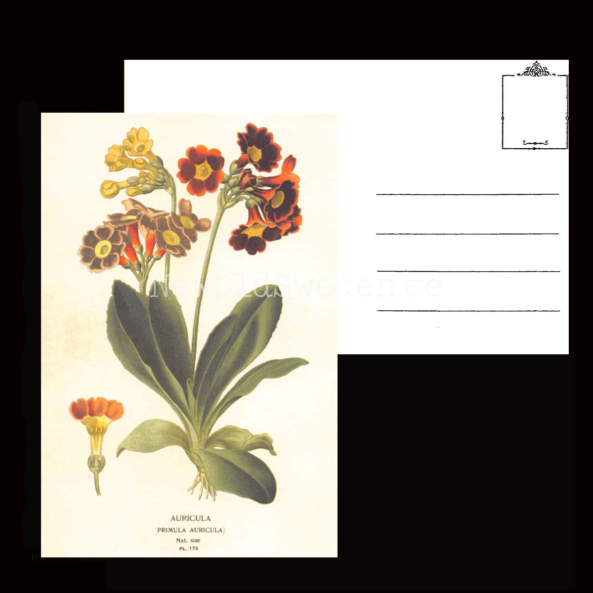 Auricula Vintage Vykort  Nr: 88 - 10 x 15 cm - 427 - 3