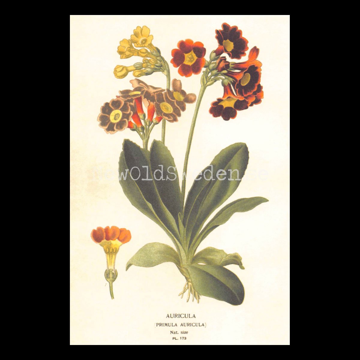 Auricula Vintage Vykort  Nr: 88 - 10 x 15 cm - 427