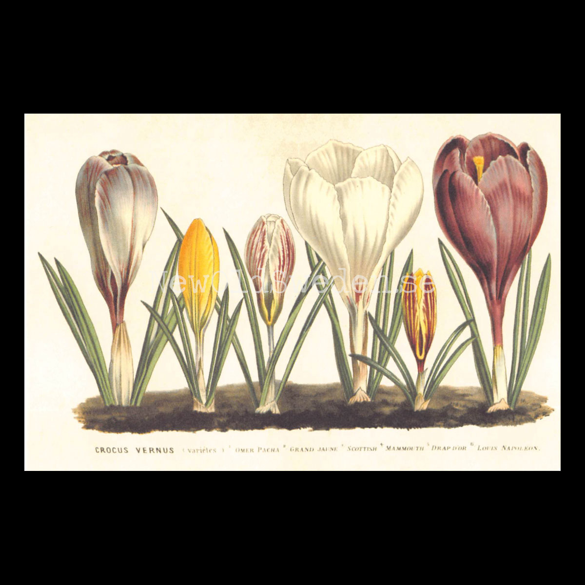 Krokus Vintage Vykort  Nr: 89 - 10 x 15 cm - 427