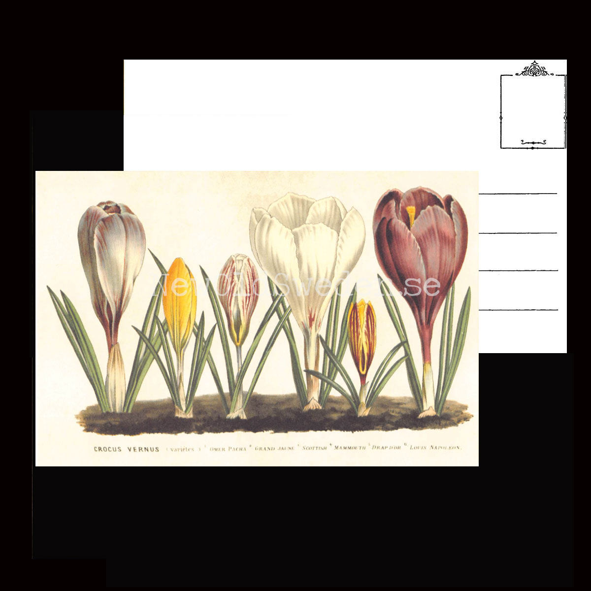 Krokus Vintage Vykort  Nr: 89 - 10 x 15 cm - 427 - 3