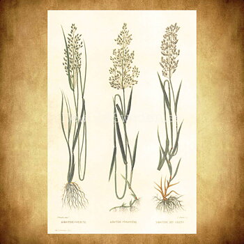 Gräs Vintage Vykort  Nr: 90 - 10 x 15 cm - 427