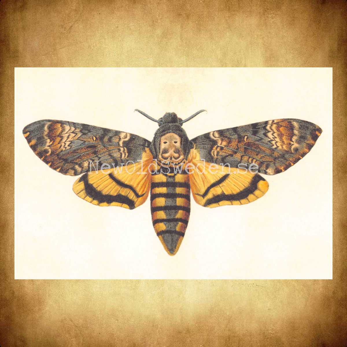 Acherontia styx Vintage Vykort  Nr: 97 - 10 x 15 cm - 427 - 2