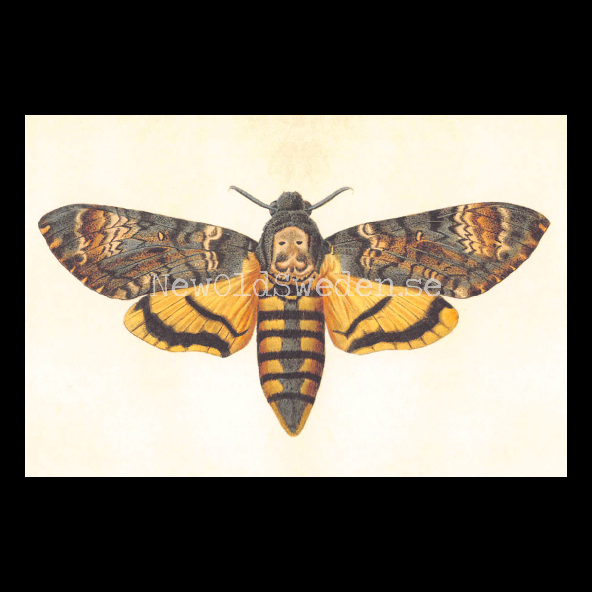Acherontia styx Vintage Vykort  Nr: 97 - 10 x 15 cm - 427