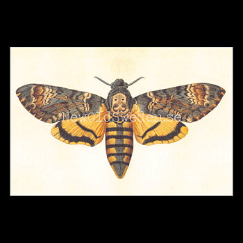 Acherontia styx Vintage Vykort  Nr: 97 - 10 x 15 cm - 427