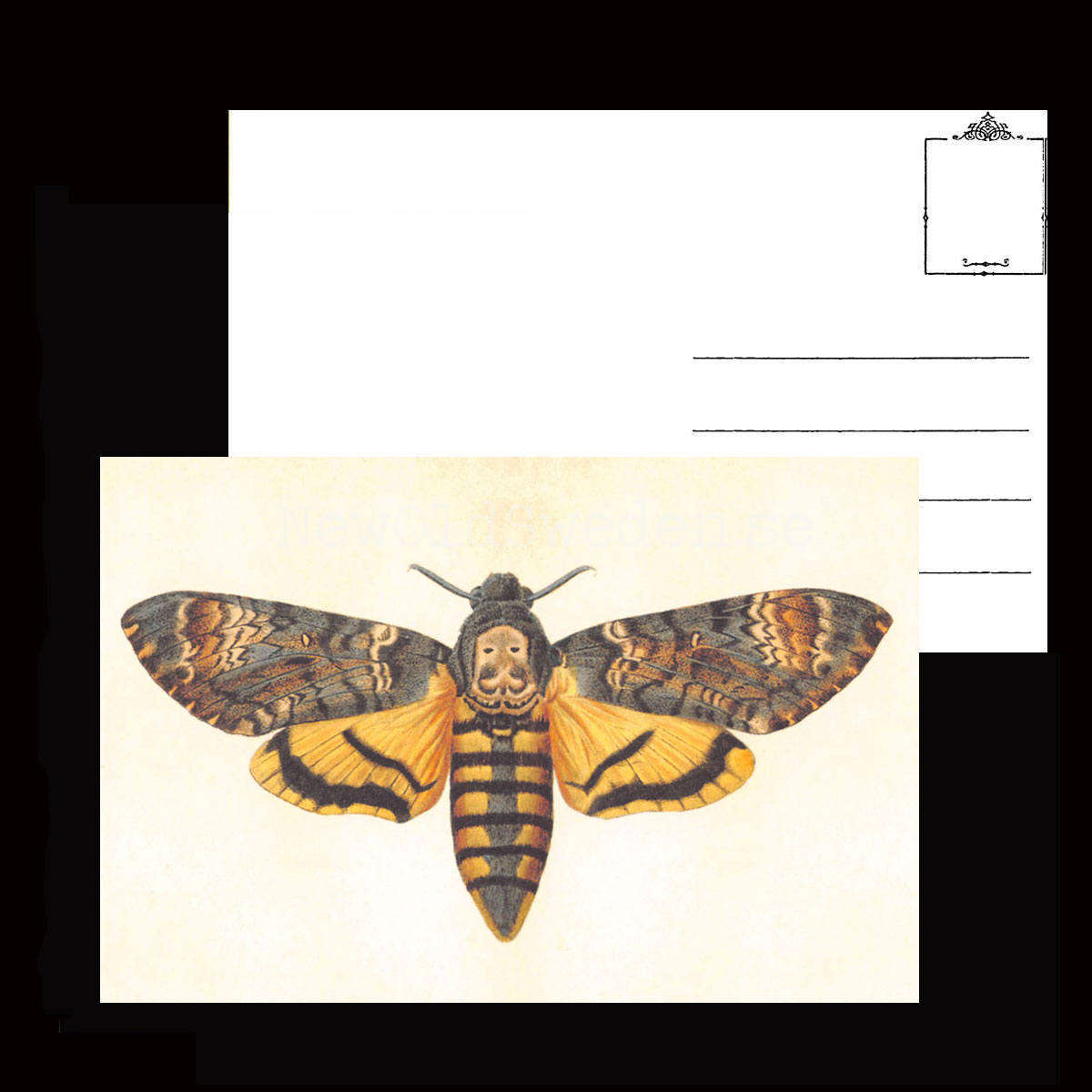 Acherontia styx Vintage Vykort  Nr: 97 - 10 x 15 cm - 427 - 3