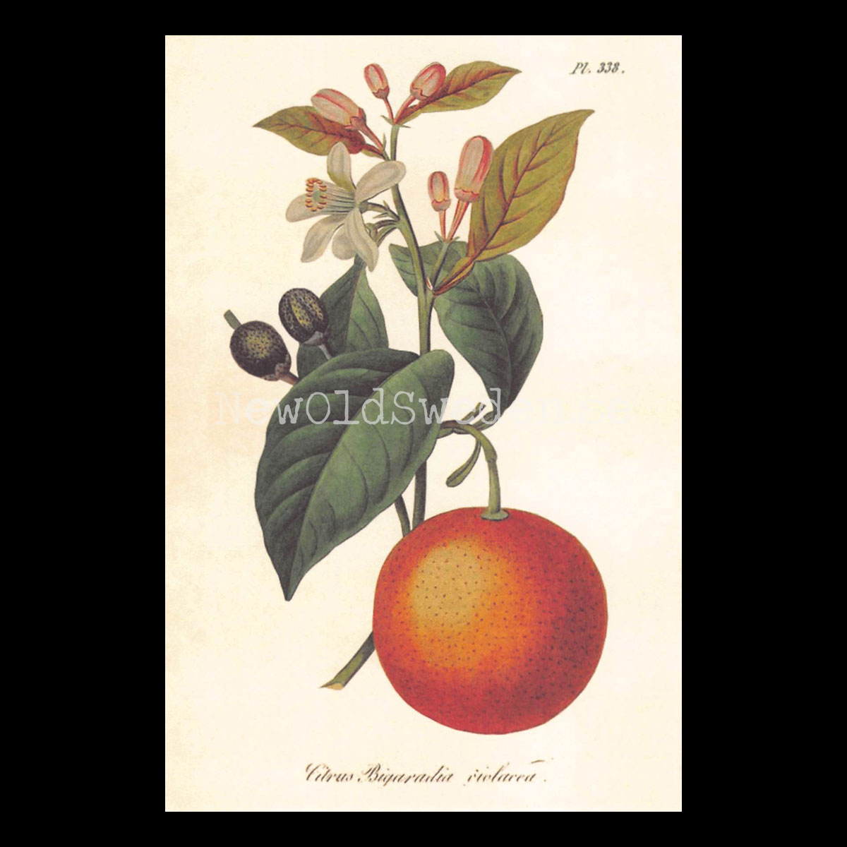 Citrus Bigaradia Vintage Vykort  Nr: 73 - 10 x 15 cm - 427