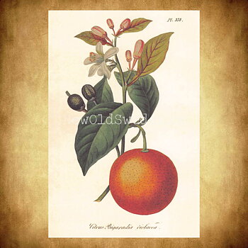 Citrus Bigaradia Vintage Vykort  Nr: 73 - 10 x 15 cm - 427