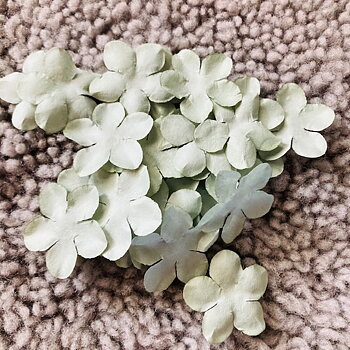 Blommor 25 st -Sage 