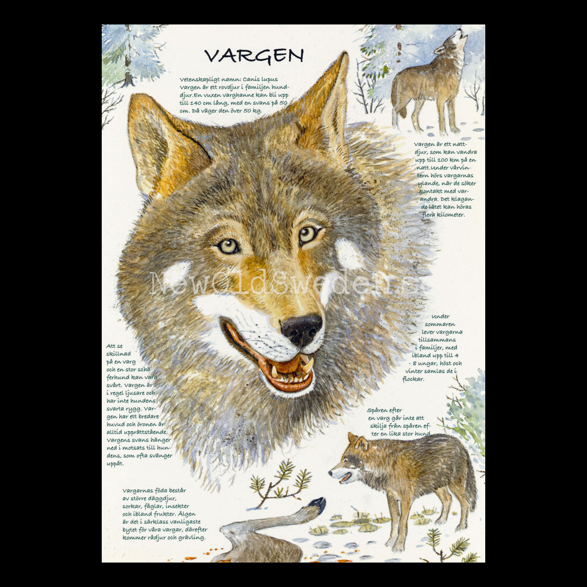 VARGEN - Hasse Jansson - Vykort A4 - BB15